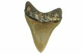 Fossil Megalodon Tooth - North Carolina #165434-2